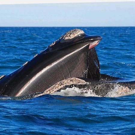 El Canto De La Ballena Loft 1 Puerto Pirámides المظهر الخارجي الصورة